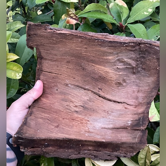 BEAUTIFUL TEXAS PECAN BARK 150+ YEARS OLD (ARTS AND CRAFTS) - Picture 5 of 5